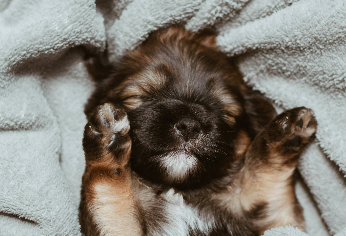 A sleeping German shepherd puppy lies on its back with both front paws raised.